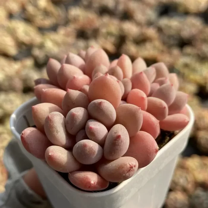 Echeveria Princess Zelda Cluster - Image 2