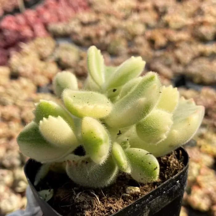 Cotyledon White Bear - Image 2