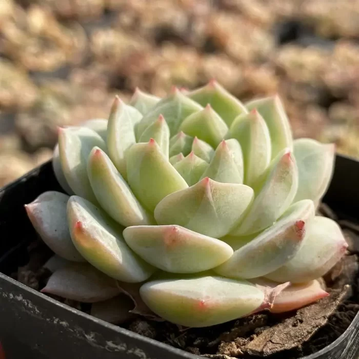 Echeveria Sea Salt Mint - Image 2