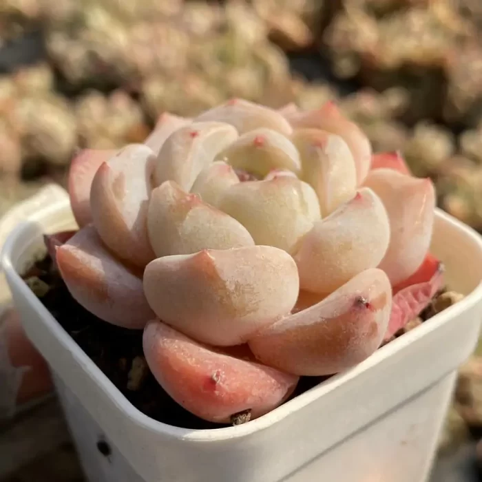 Echeveria Monroe Hybrid - Image 2