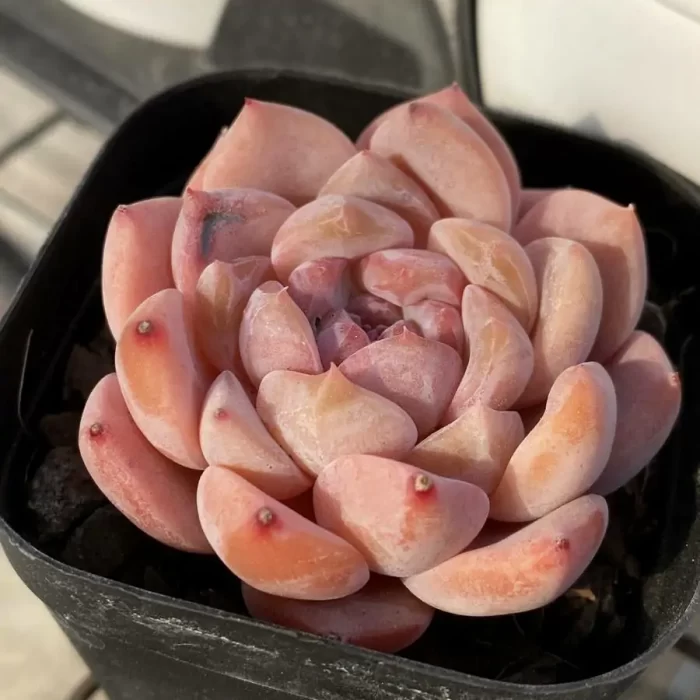 Echeveria Snow Tower - Image 2