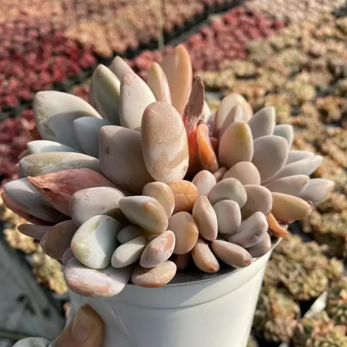Graptoveria Pink Bunny Cluster - Image 2