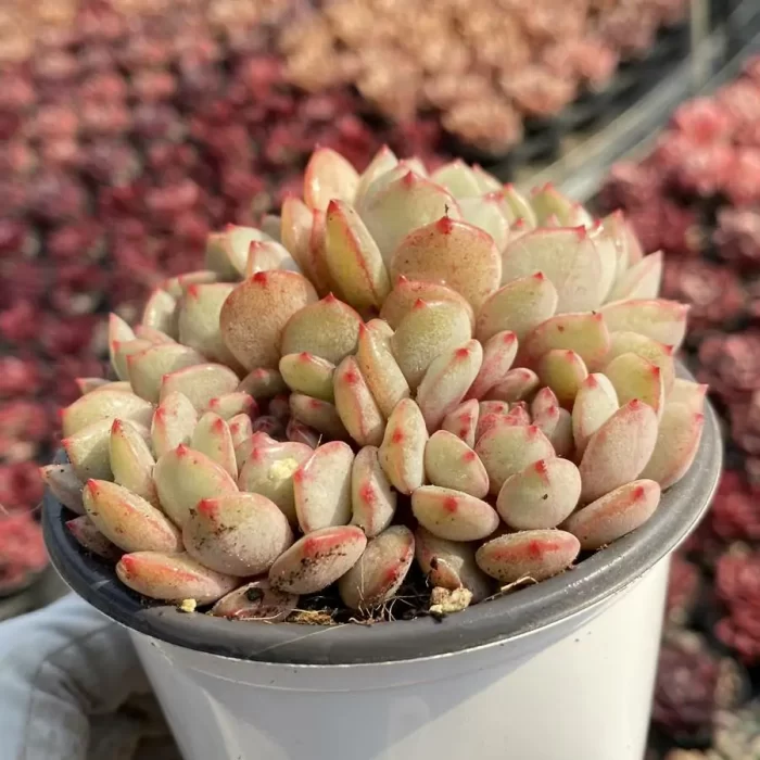 Echeveria Goldfinch Cluster - Image 2