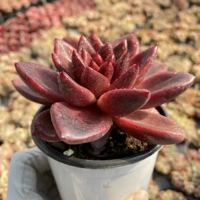 Echeveria Abundant Rose - Image 2