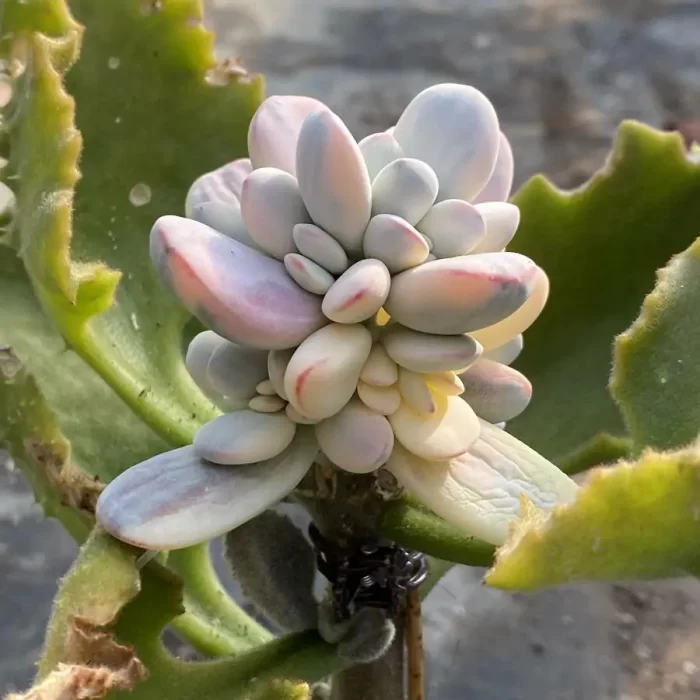 Grafted Cotyledon Papillaris Var. Cluster (With Rootstock) - Image 2