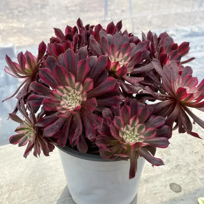 Aeonium Zwartkin White variegated Clustering - Image 2