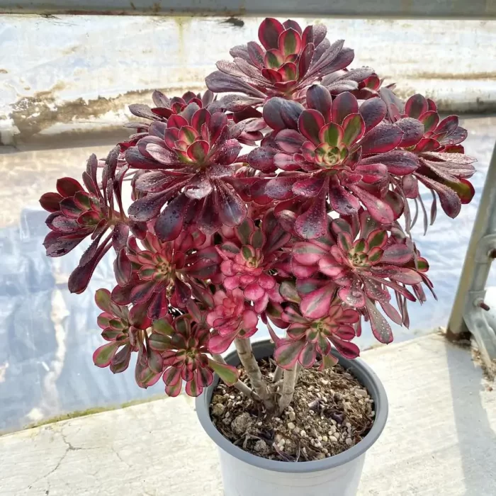 Aeonium Chanel Clustering - Image 2