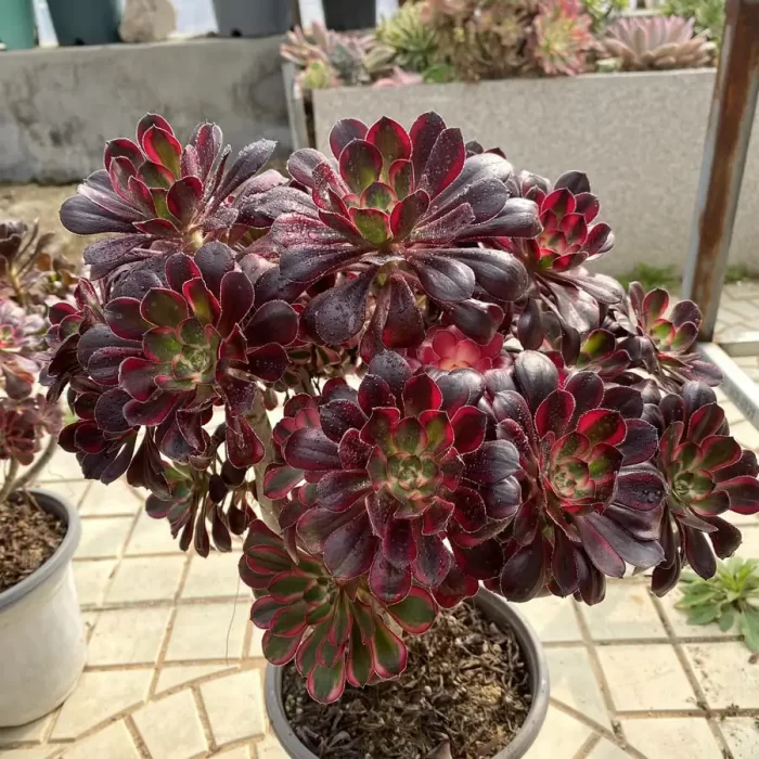Aeonium Lina Clustering - Image 2