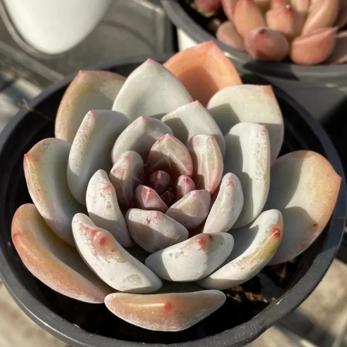 Echeveria Echeveria Snow Angel - Image 2