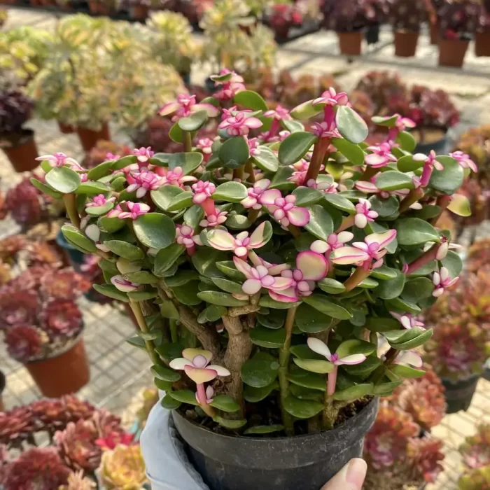 Portulaca L. Golden branches and jade leaves - Image 2