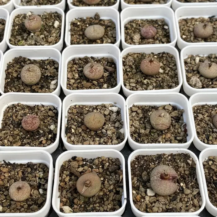e202-32.webp Conophytum Cream Mouth - Image 2