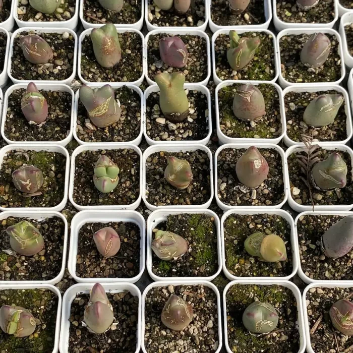 Conophytum bilobum Neroli - Image 2