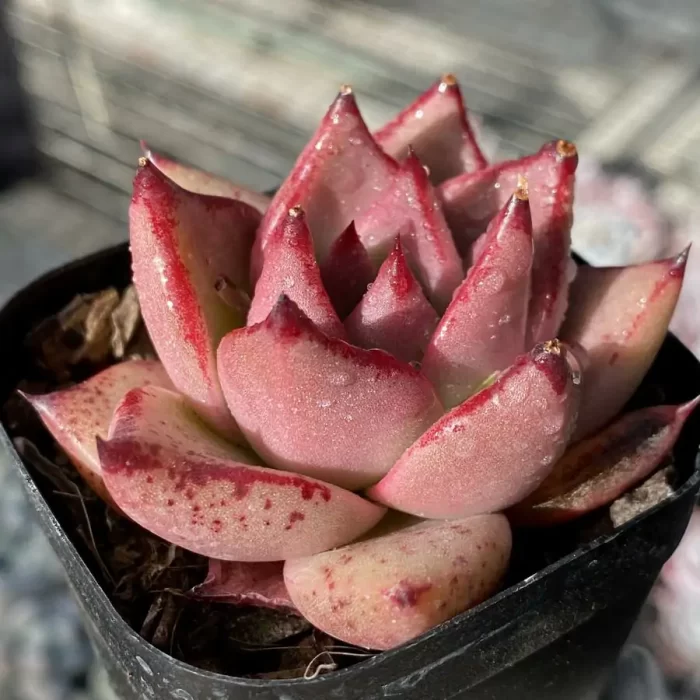 Echeveria Romeo - Image 2