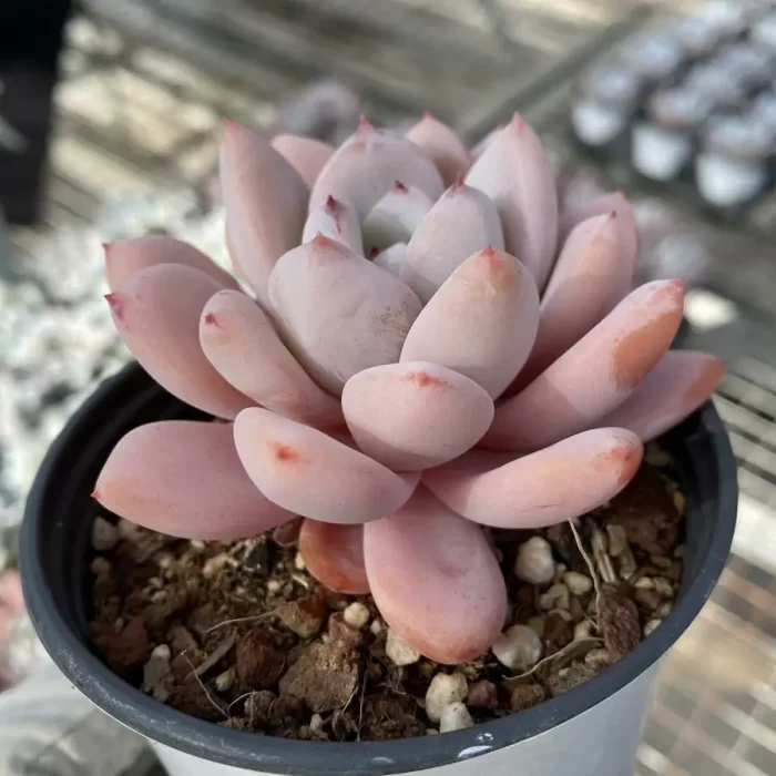 Echeveria Star Snow Pointed leaves - Image 2