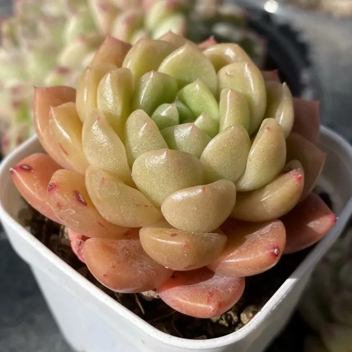 Echeveria Peace Bird - Image 2
