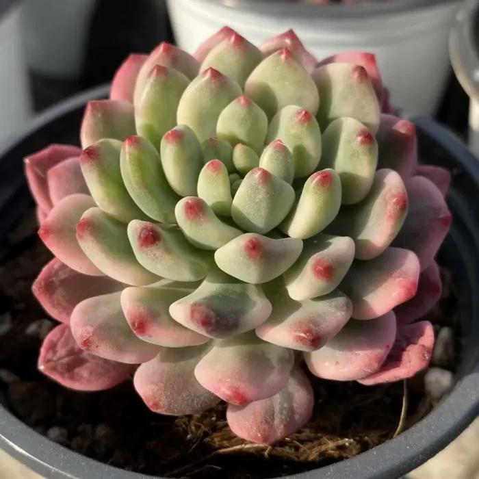Echeveria Blue Apple Variegated - Image 2