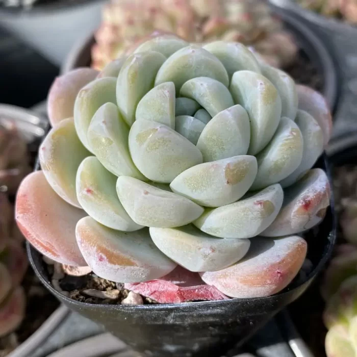 Echeveria Cold Pond Fragrance - Image 2