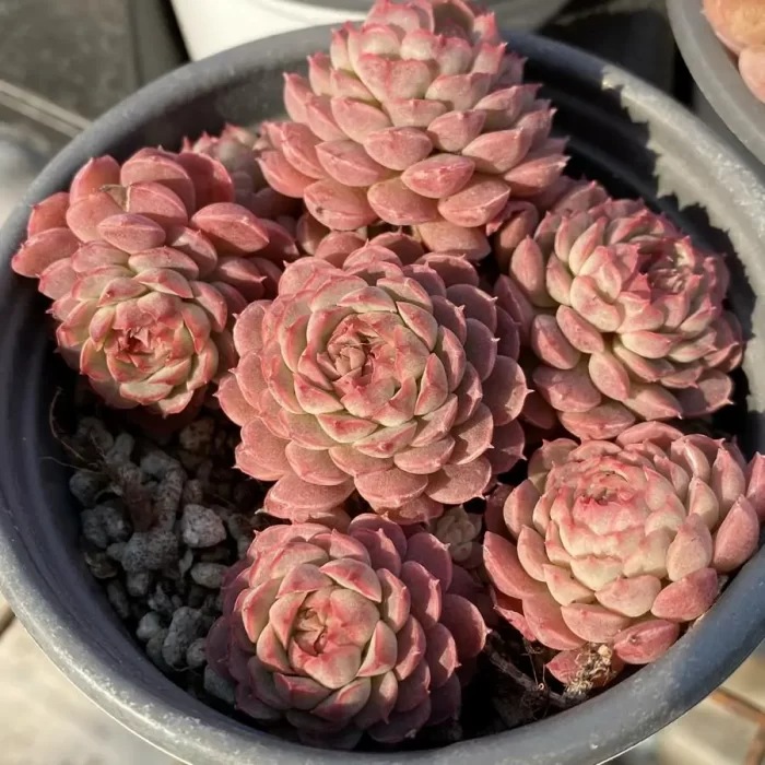 Echeveria Small Red Envelope Clustering - Image 2