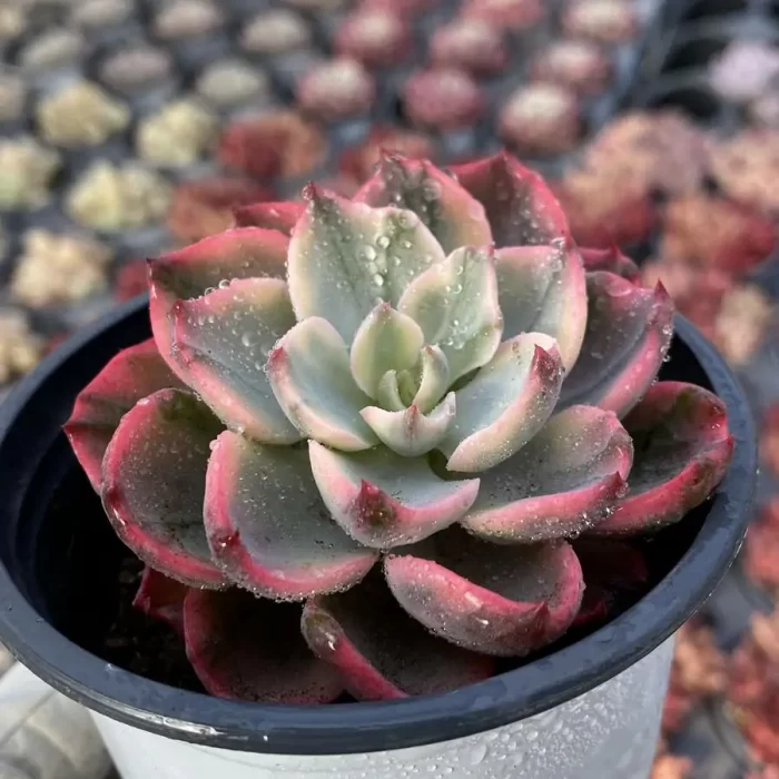 Echeveria No trace Of Tears - Image 2