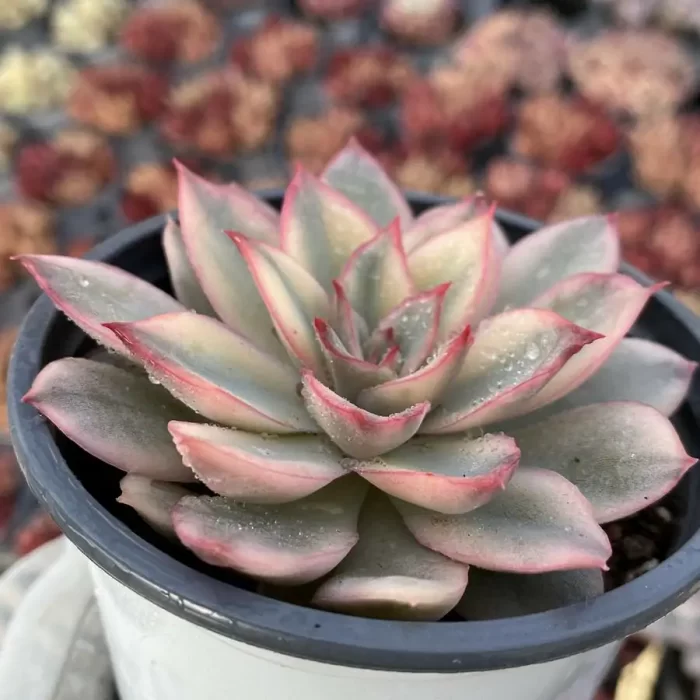 e202-7.webp Echeveria Moon Goddess Cristata - Image 2