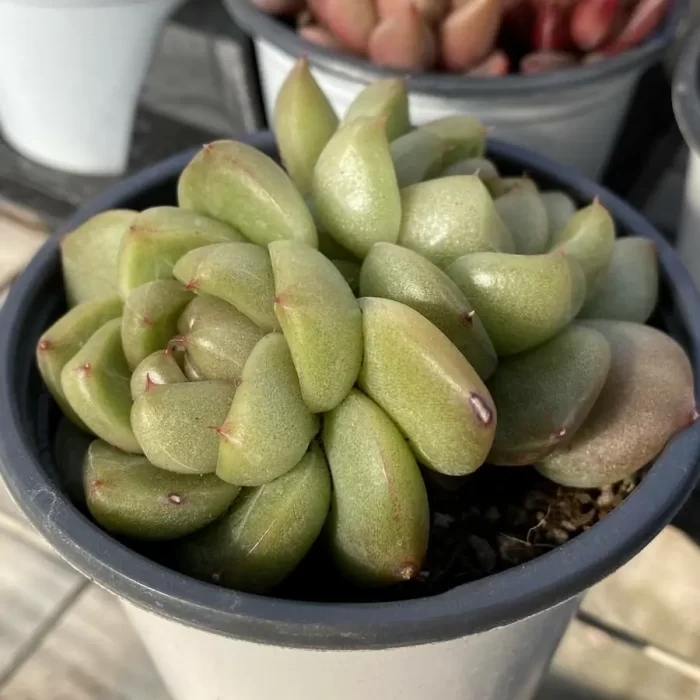 Echeveria Blue Water Ghost Double Head - Image 2