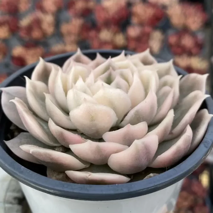 Echeveria Onslow Variegated - Image 2