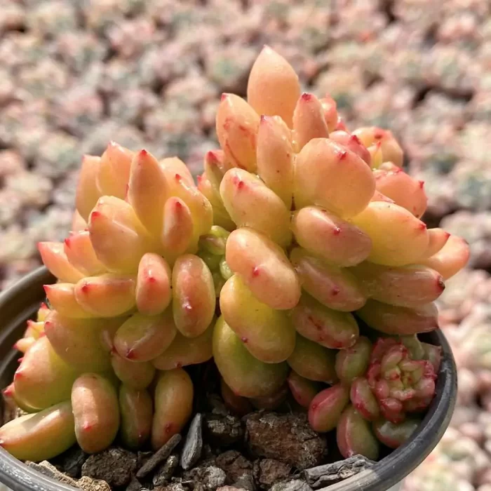 Echeveria Apple Blossom Clustering - Image 2