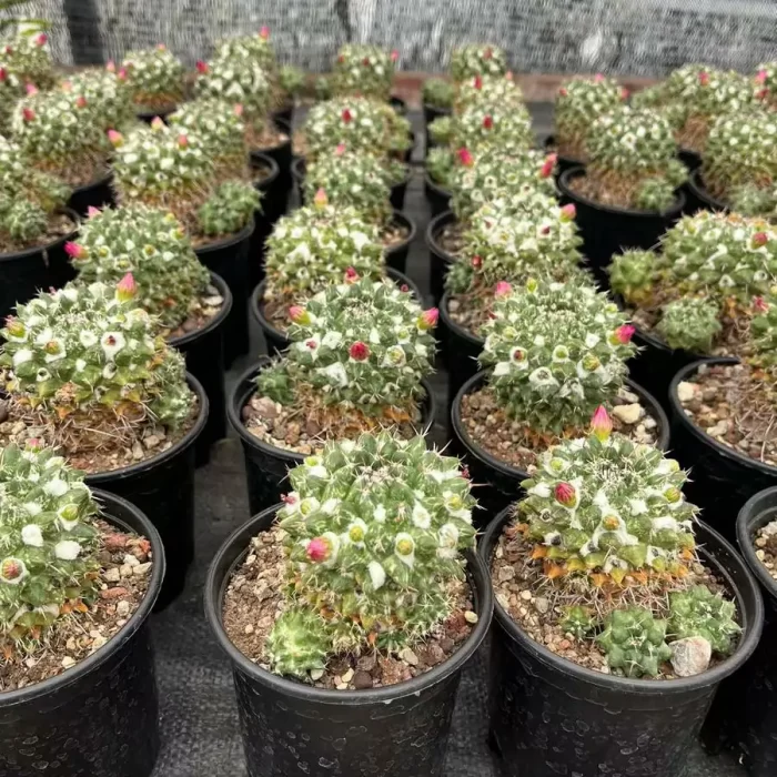 e201-1.webp Mammillaria Rioverdense White Variegated - Image 1
