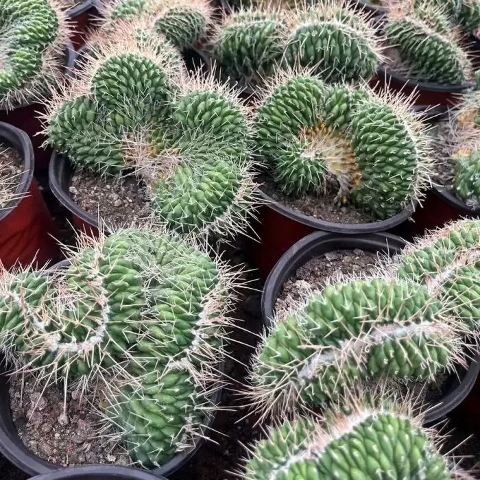 e201-2.webp Mammillaria Rioverdens Cristata - Image 1