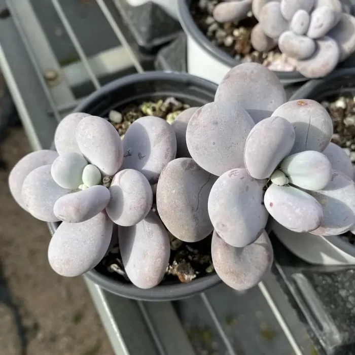 Pachyphytum Cheese Double - Image 1