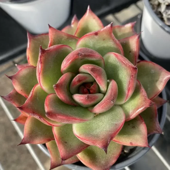 Echeveria  Jacqueline - Image 1