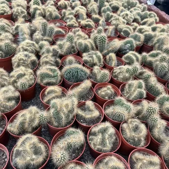 e201.webp Pachycereus Pringlei Cristata - Image 1