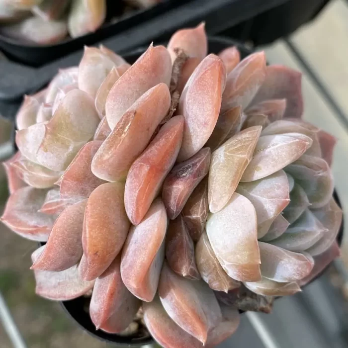 e201-8.webp Echeveria Lychee powder double - Image 1