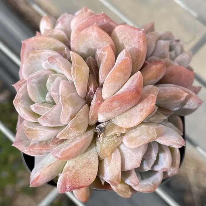 e201-9.webp Echeveria Lychee powder Clustering - Image 1