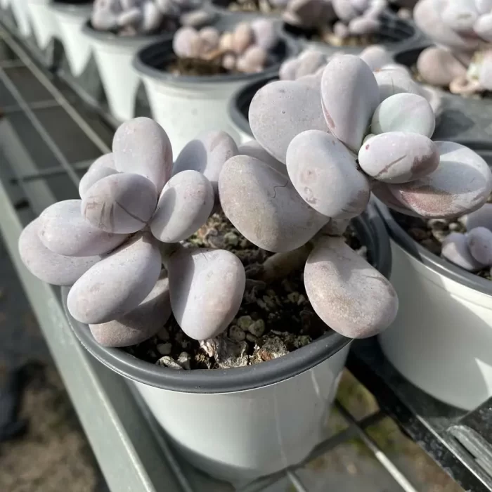 Pachyphytum Cheese Double - Image 2