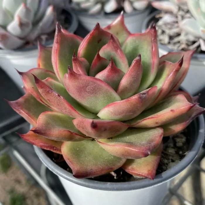 Echeveria  Jacqueline - Image 2