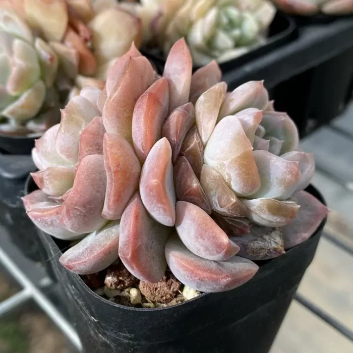 Echeveria Lychee powder double - Image 2