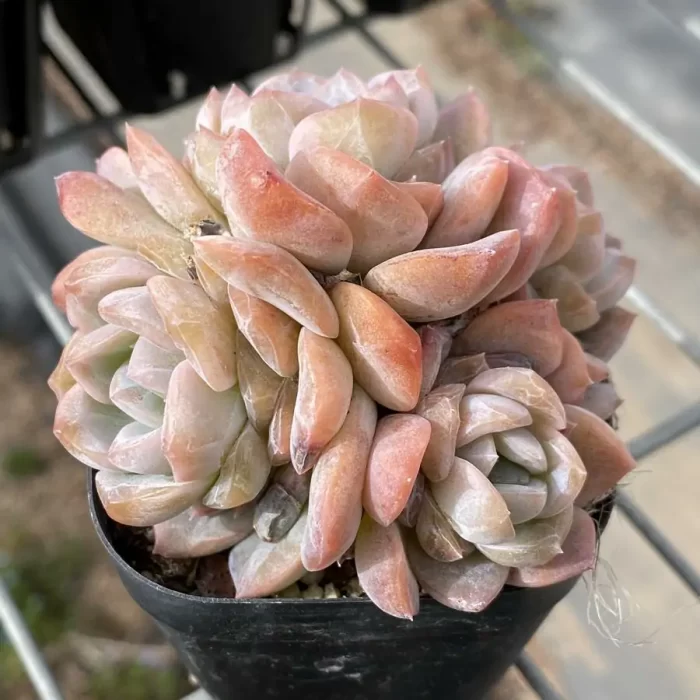 Echeveria Lychee powder Clustering - Image 2