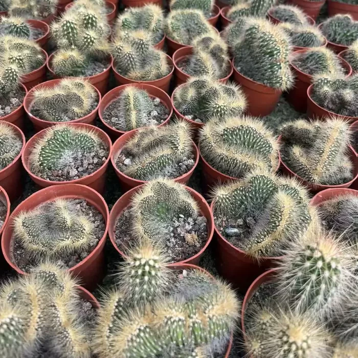 Pachycereus Pringlei Cristata - Image 2